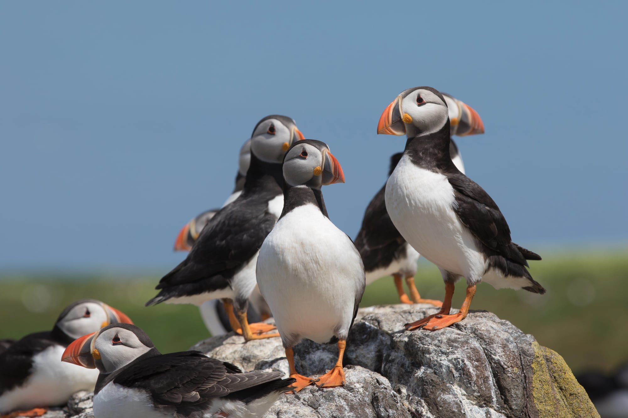 Isle of May
